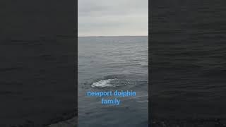 Newport Beach Dolphin Family #Dolphin #Newport beach