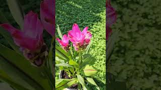 curcuma ginger plant #plant