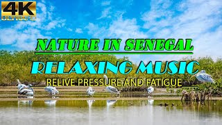 Nature In Senegal (4K UHD) - Relaxing Music - Heals Stress, Anxiety And Eliminates Fatigue