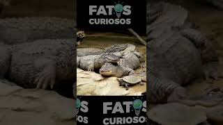 CROCODILO ATACA LEÃO #animais