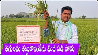 వరి రకం KNM-7715 సన్నగింజ రకం |తెగులను తట్టుకునే రకం |దిగుబడి ఎక్కువ|పొలం ఎలా ఉందోవీడియోలో చూద్దాం