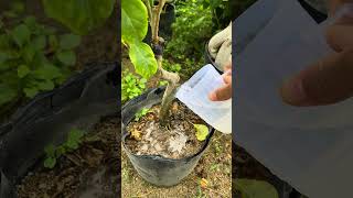 Increase the vitality of bougainvillea plants: Proper care techniques