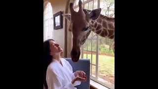 Giraffe Morning kisses, Best Animals compilation 2021| #shorts | Top Viral Animal Videos