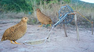 Quail Bird Trap Make From Crank Bike - Easy Make A Quail Bird Tap Using Crank Bike