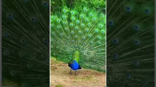 beautiful peacock dancing with sound #shorts