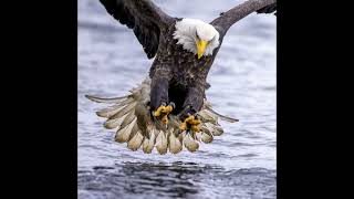 Baldeagles of Kachemak Bay,Homer.Alaska