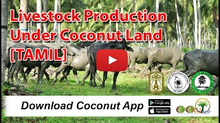 Livestock Production Under Coconut Land - [TAMIL]