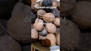 Урожай сегодня #грецкиеорехи