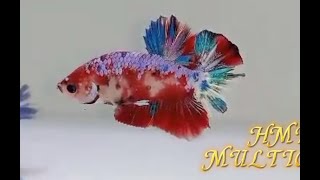 Betta Fish [pattern & colour] 013