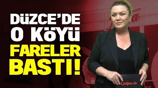 Düzce'nin o köyünü devasa fareler bastı...