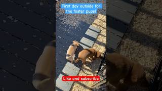 First day outside for the foster pups! ☀️ 🐾 🙌#play #outside #adorable #puppies #fosterdogs