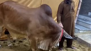 Sakran Cattle Farm's Bull Bhola I Bakra Eid Karachi 2022