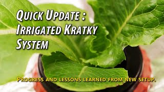 Quick Update: DIY Irrigated Kratky Hydroponics System - Six Months After The Switch.