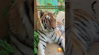 Tiger's Unique Fur Patterns: Nature's Fingerprints!