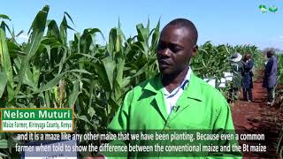 Give me GMO Maize Seed to Plant; Farmer Tells Government After Kiboko GMOs Maize Trial Field Visit