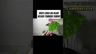 Ikuti cara ini agar keladi subur #pupukorganikterbaik #pupukterbaik