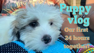 Puppy Vlog | First day with my new Malshi puppy!#malshipuppy