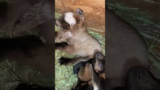 Milk drunk baby goats