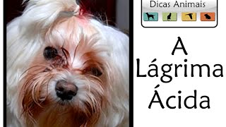 O QUE É E COMO RESOLVER A LÁGRIMA ÁCIDA NOS CÃES