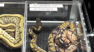 Canadian Reptile Breeders Expo-Ball Python Edition!