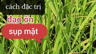 cách đặc trị BỆNH ĐẠO ÔN SỤP MẶT và cách hồi phục lúa #145 l thanhdotv