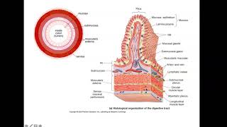 Bio4_Module16_Ch24_Digestive part 1