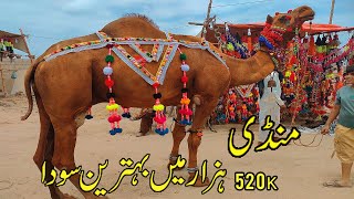 Camel Mandi Karachi Latest Rates Update Northern Bypass Mandi | Soda 520k MashAllah Shokeene Lover |