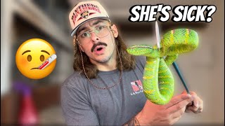 My snake room has a BIG problem...