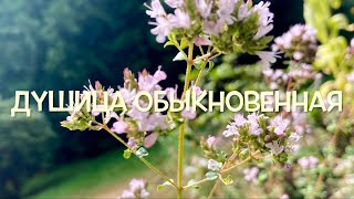 Ароматная Душица / Oregano