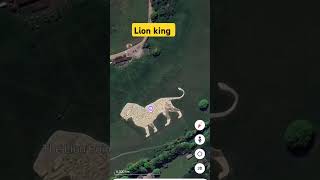 I found lion king on Google Earth & Google map #shorts #youtubeshorts #googleearths