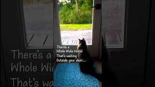 Curious cat wants to #explore #cutecat #animalvideoclips #catvideos  #catvideos  #thewholewideworld