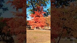 Fall Leaves