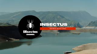 Transmissão ao vivo de Canal INsectus