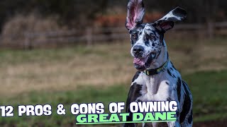 12 Pros & Cons of Owning a Great Dane🐾