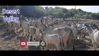 Tharparkar Cow at Dug Well || Thirsty Cows at Dug Well || Thirsty Tharparkar Cows