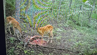 Checkin cams in KY. Deer season prep. ​Kentucky deer season prep.