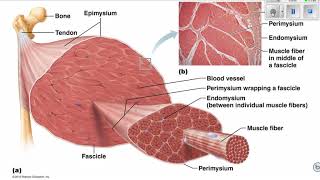 Connective Tissue Sheaths of Skeletal Muscle