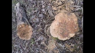 Stihl MS311 video: cutting apple stump