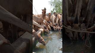 Decorated camels are drinking water #ytshorts #camel #drinkingwater #shorts#camellove #camelfarm