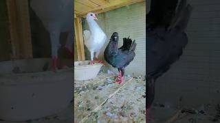 Maltese Breeding Pigeon|| #foryou #viralvideo #viral #youtubeshorts #ytshorts #trending #reels