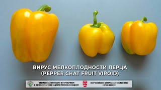 Вирус мелкоплодности перца (Pepper chat fruit viroid)