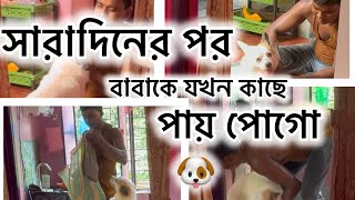 সারাদিনের পর বাবাকে যখন কাছে পায় পোগো , কতো খুশি হয় দেখো 🐶👆👆🫶🫶