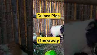 Guinea Pigs Giveaway #allaboutpets #guineapigs #giveaway