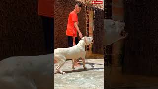 The world's most powerful and strongest dogs viral shorts #shots