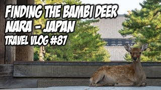 Bambi deer is REAL! | Travel Vlog #87