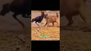 اللهّم صل وسلم على سيدنا وحبيبنا محمد رسول الله 🤍#animals #lion #اكسبلور #ترند