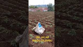 UBI JALAR MADU CILEMBU VARIETAS RANCING HIJAU#ubicilembu #ubijalar#ubimadu #ubijalarmanis#menanam