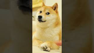 R.I.P Doge「meme doge」😭😭😭