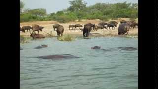 RARE FOOTAGE! Hippoes And Elephants At Mweya