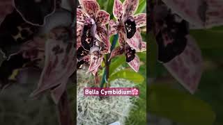 ✅Bella Cymbidium🌸#shorts#orchid#beautiful #flowers#spring#showcase #viralvideo